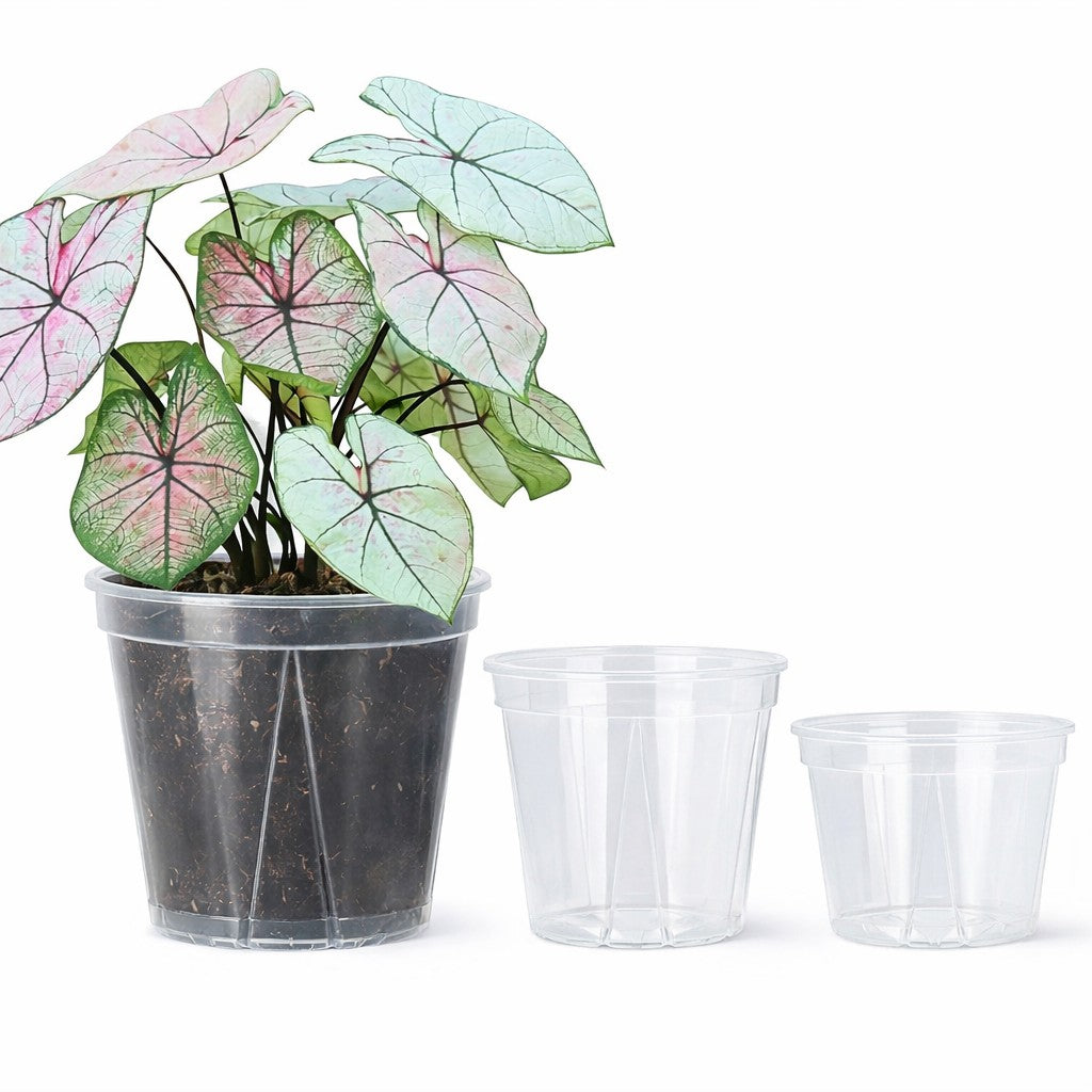 Pots de fleurs transparents avec trous de drainage, lot de 12