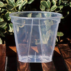Pots de fleurs transparents avec trous de drainage, lot de 12